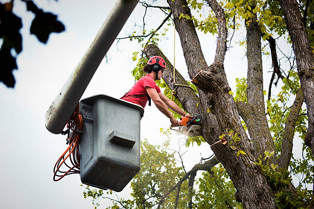 Best Firewood Processing and Delivery  in Rantoul, IL